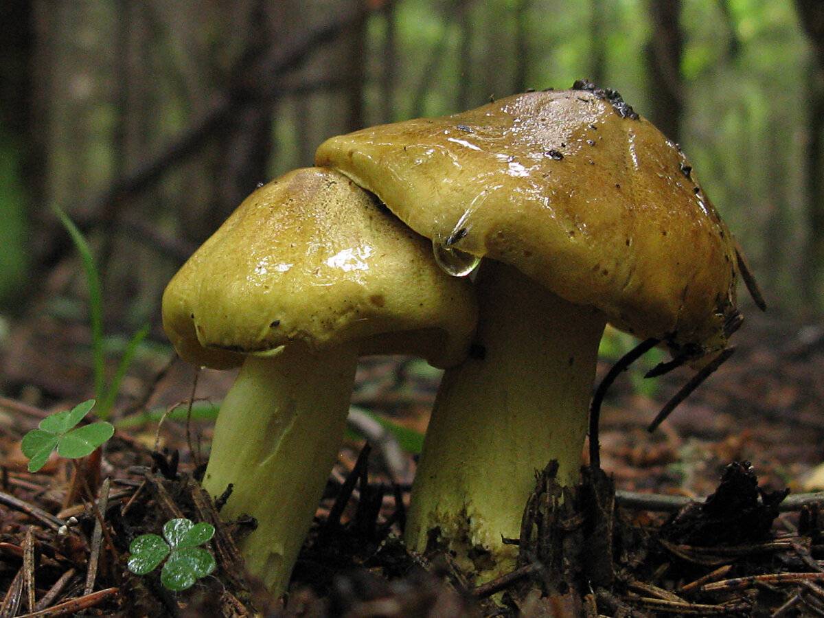 Зеленуха желтопузая десертная гриб