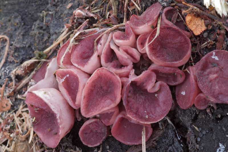 Аскокорине мясная (ascocoryne sarcoides)