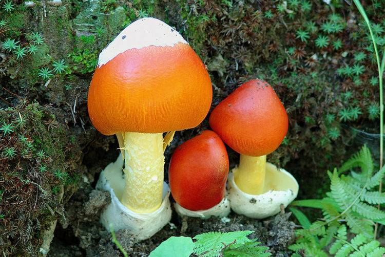 Цезарский гриб дальневосточный(amanita caesareoides).
