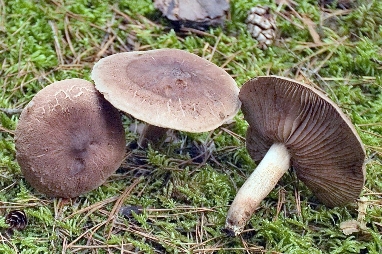 Рядовка чешуйчатая или коричневая (tricholoma imbricatum) или гриб сластушка: фото, описание и как его готовить