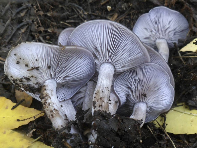 Как выглядит гриб синеножка, где растет и когда собирать