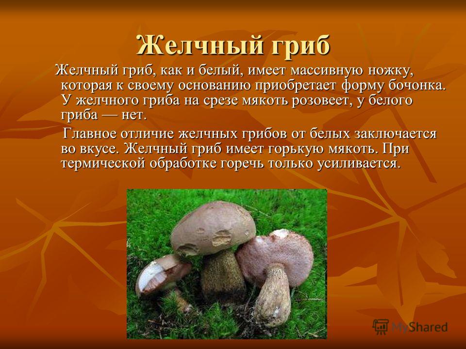 Желчный гриб и другие. Краткое описание гриба желчный гриб. Сообщение о желчном грибе. Желчный гриб ядовитый или съедобный.