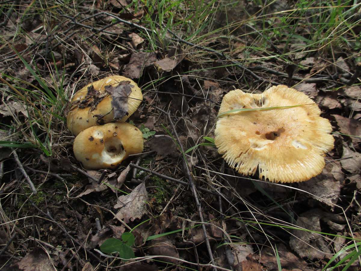 Валуй (russula foetens) – грибы сибири