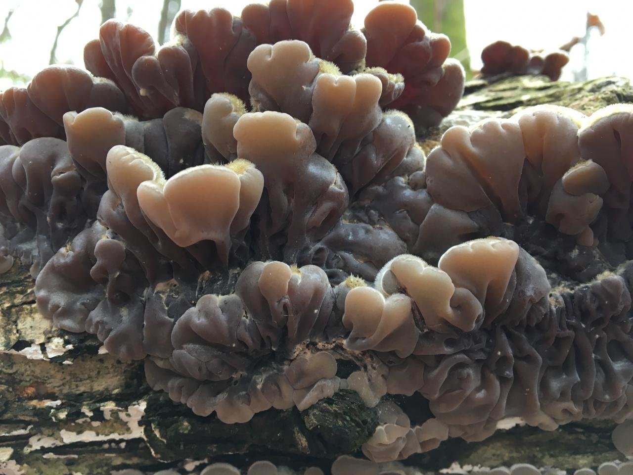 Аурикулярия. маринованный гриб муэр. самостоятельное выращивание аукулярии уховидной