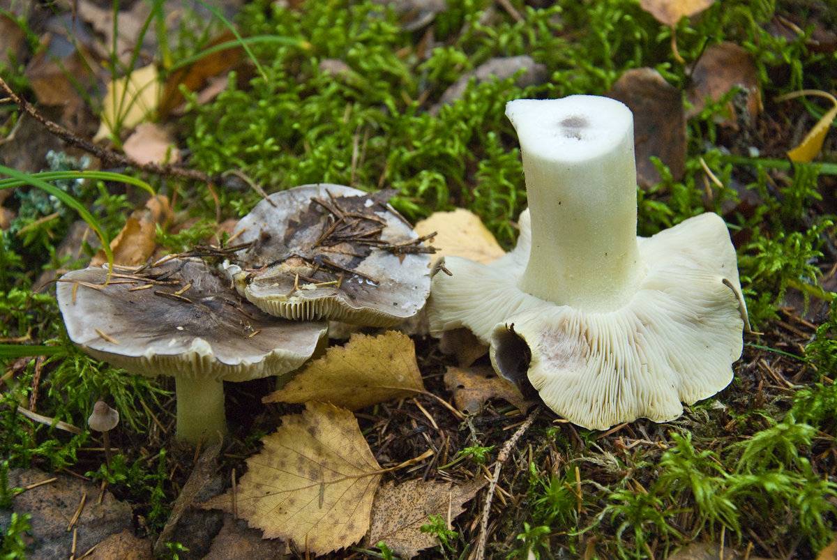 Какие бывают серые грибы: разновидности, описание и фото