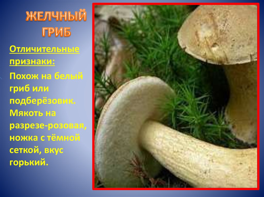 Ложный белый гриб (желчный гриб или горчак) – фото и описание, как отличить от белого гриба, как выглядит и можно ли есть его