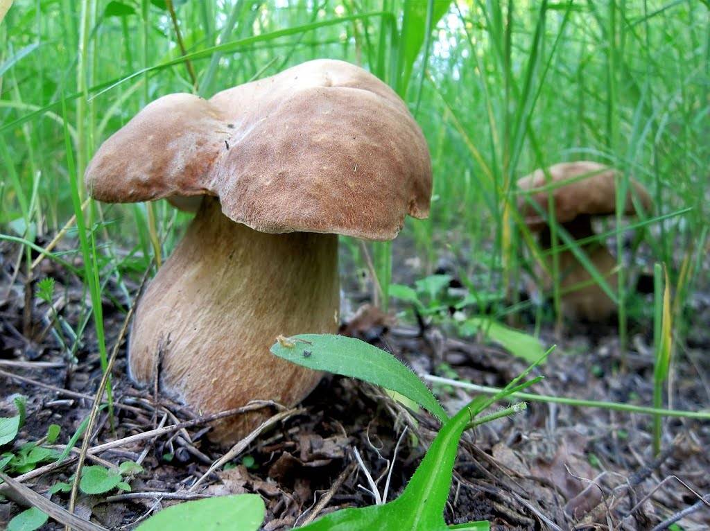 Боровик сетчатый (белый летний гриб дубовый): фото и описание