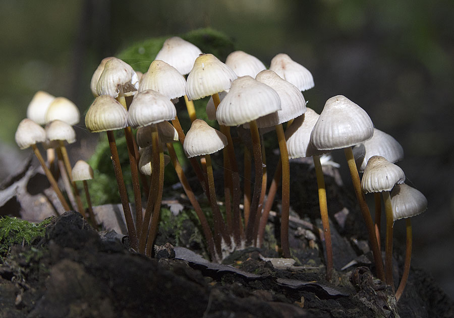 Мицены (грибы). описание, фото и виды