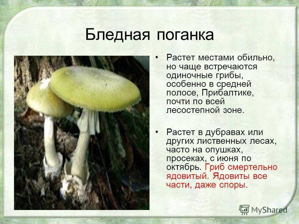 Съедобен ли cтрочок обыкновенный? неизвестные факты о знакомом грибе!