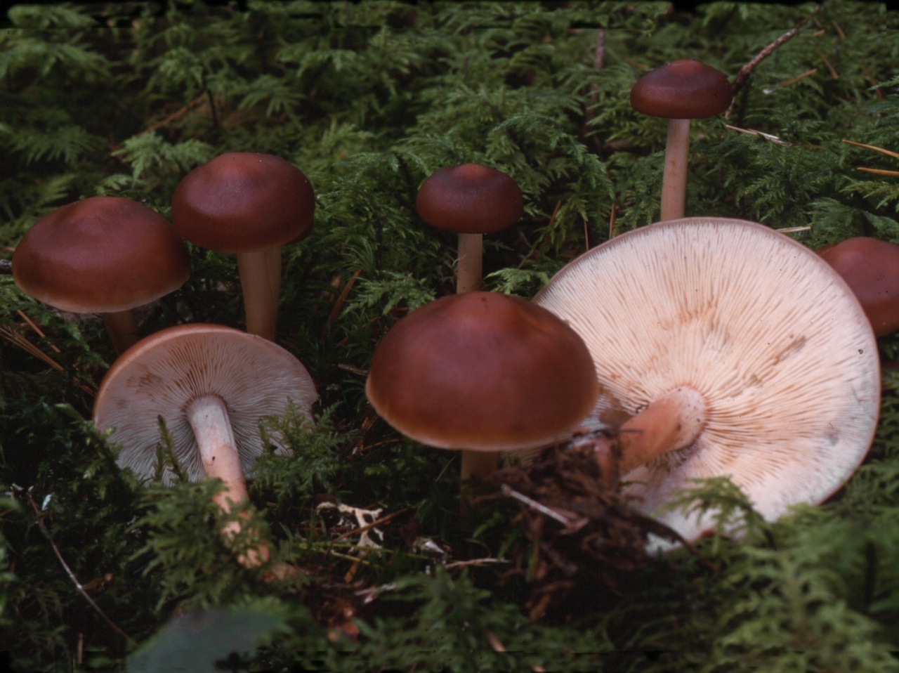 Родоколлибия каштаново-белая (rhodocollybia badiialba) – грибы сибири
