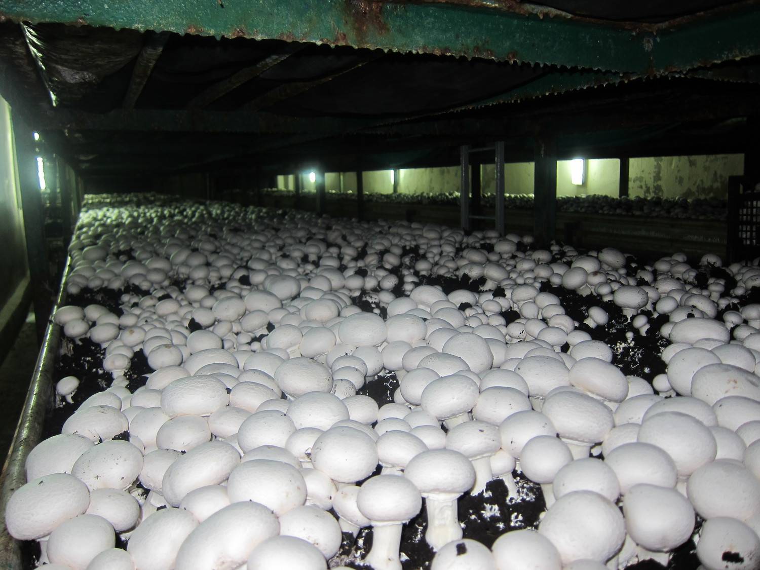 7 рекомендаций для выращивания шампиньонов в домашних условиях — гарантированный урожай грибов