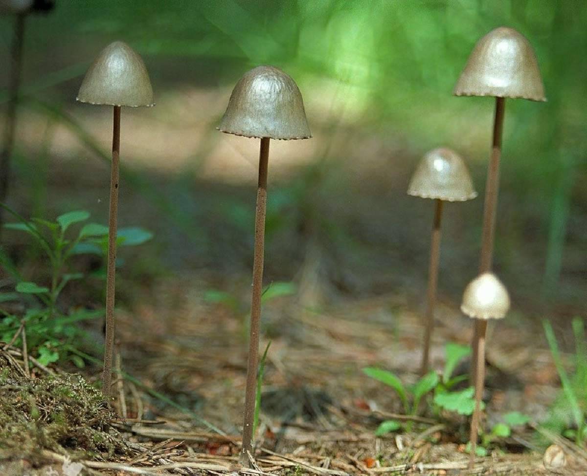Панэолус каемчатый - съедобный галлюциноген грибного царства - грибы собираем