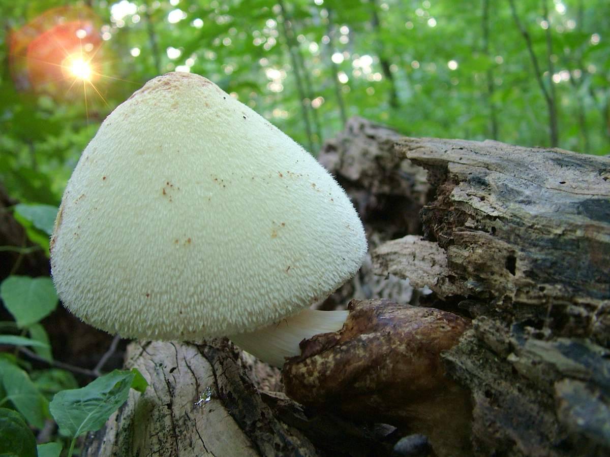 Вольвоплютей слизистоголовый (volvopluteus gloiocephalus) – грибы сибири