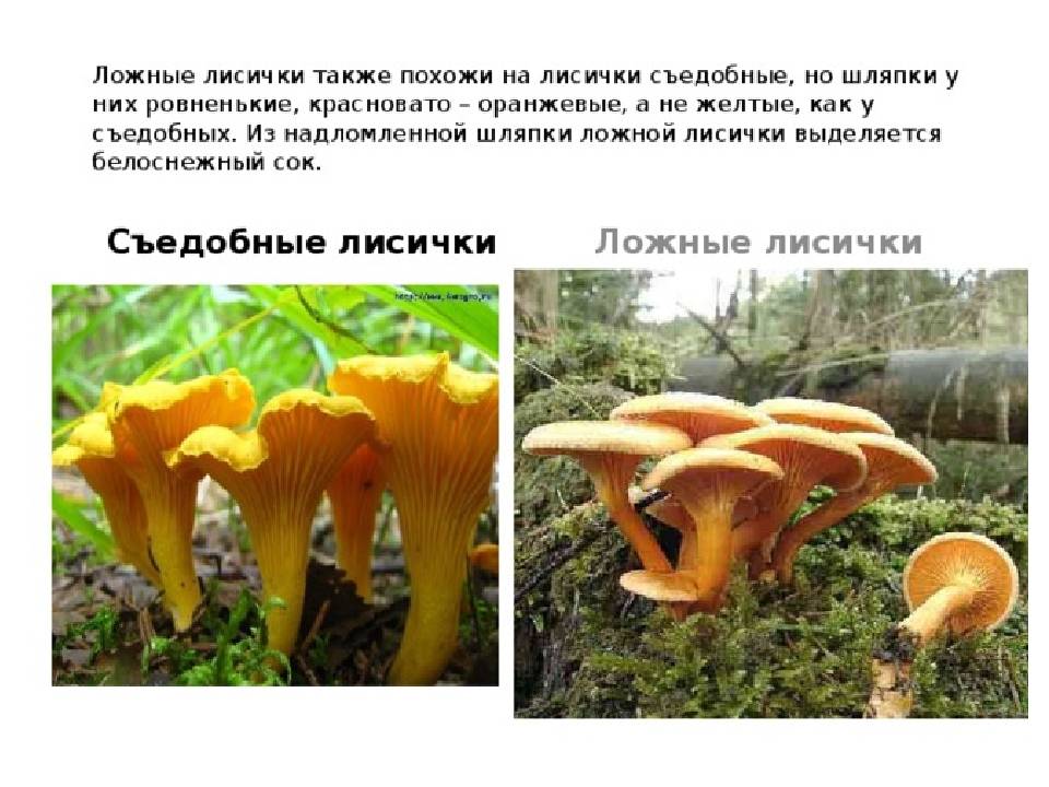 Где растут грибы лисички: как отличить ложные лисички от съедобных + фото