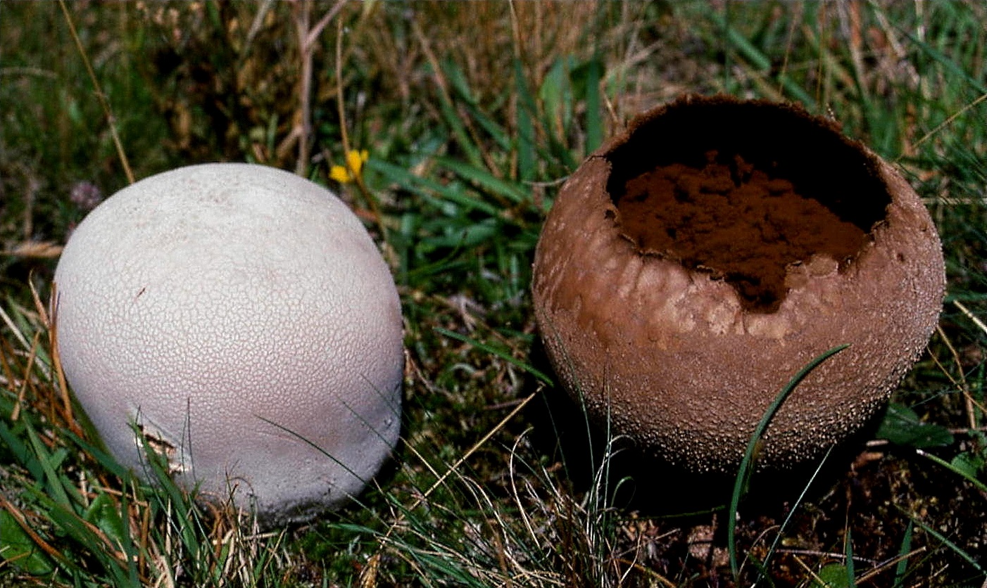 ГОЛОВАЧ гигантский съедобные грибы