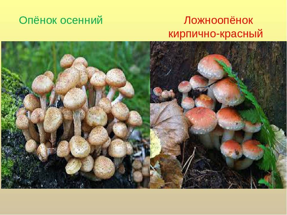 Пецица подвальная — описание гриба , где растет, похожие виды, фото