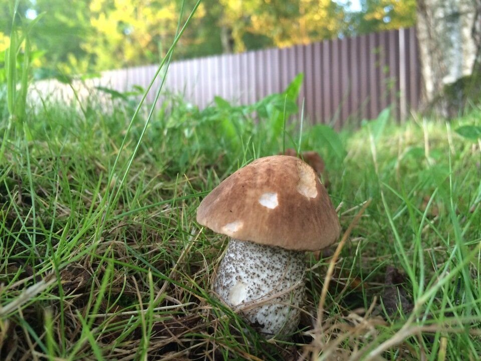 Как вырастить белый гриб на даче: технология выращивания, как разводить дома, советы, фото, видео