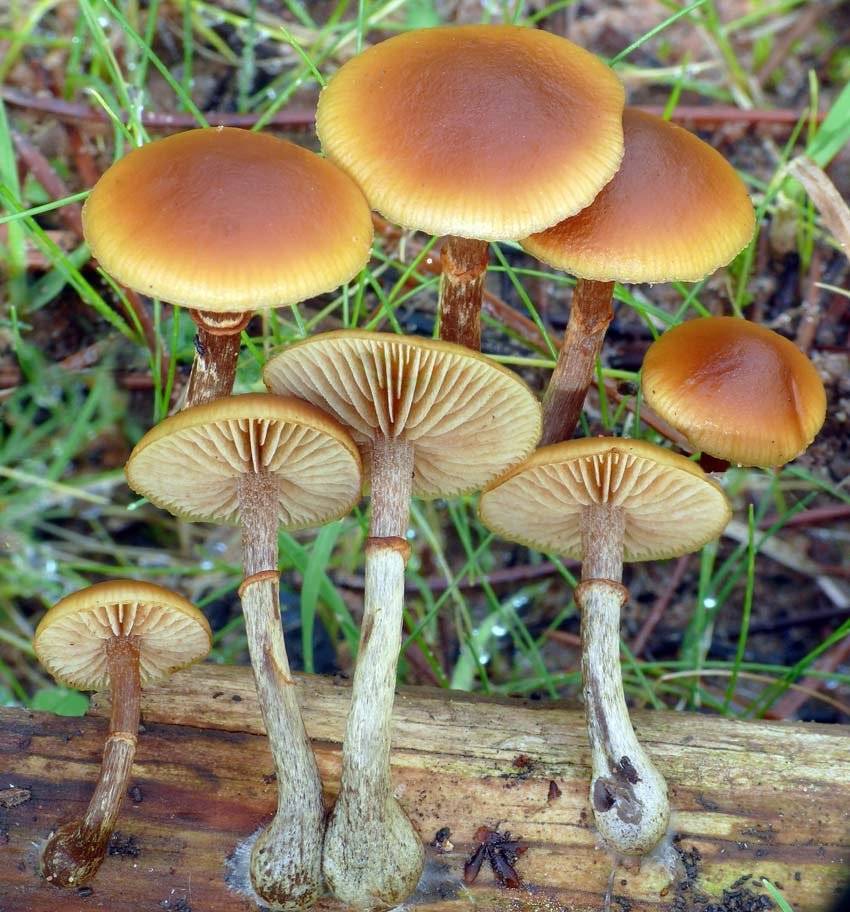 Подберезовик болотный (leccinum holopus) или гриб болотник: фото, описание и как его готовить