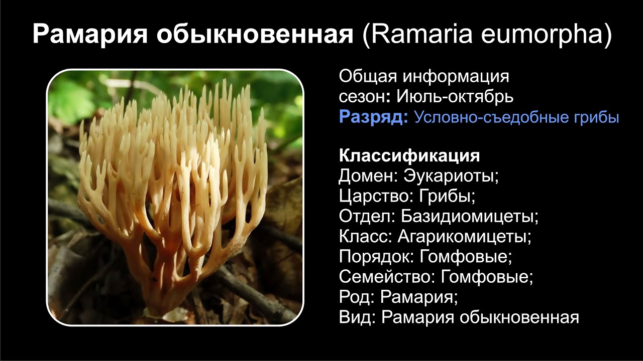 Гриб оленьи рожки, рогатик или рамария желтая (ramaria flava): фото, описание и как его готовить