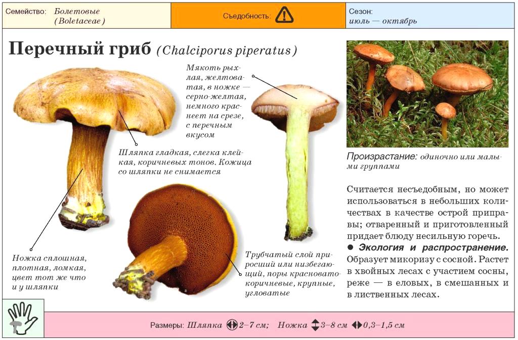 Польский гриб (моховик каштановый): фото и описание деликатеса