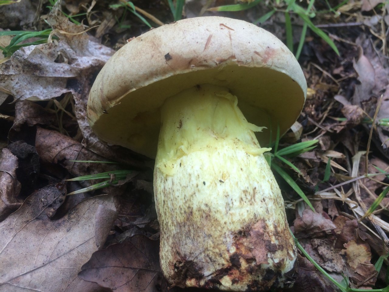 Полубелый гриб. где растет. как готовить и хранить