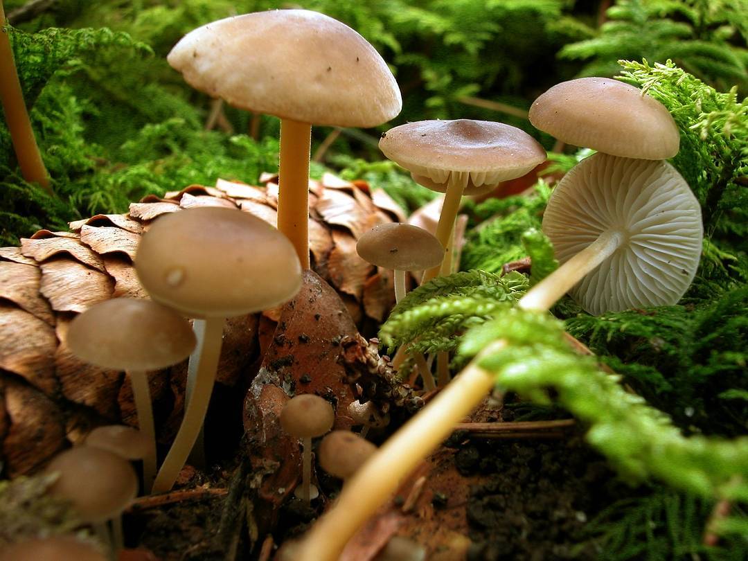 Стробилюрус шпагатоногий (strobilurus stephanocystis) – грибы сибири