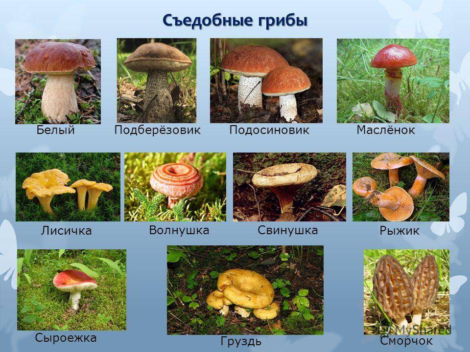 Грибы нижегородской области 2023: когда и где собирать, сезоны и грибные места