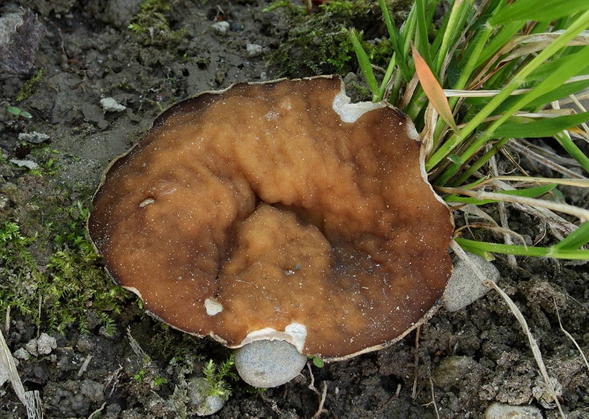 Съедобные грибы хабаровского края описание и фото - дачныйуголок