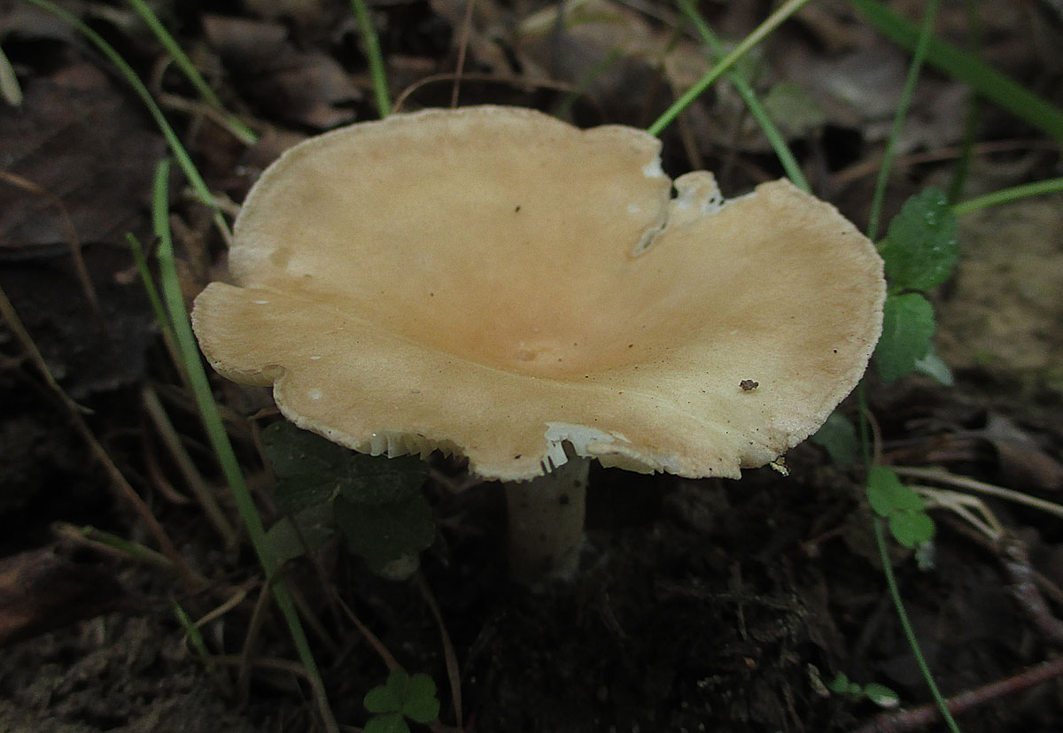 Говорушка дымчатая (clitocybe nebularis) – грибы сибири