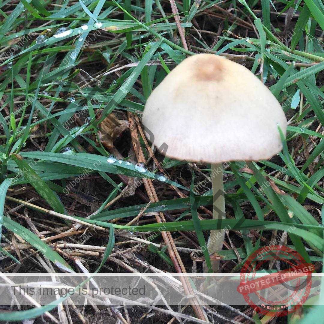 Панеолина сенокосная (panaeolina foenisecii) – грибы сибири