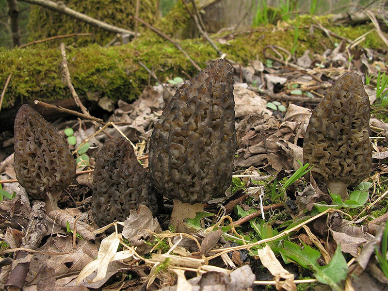 Как выглядят грибы сморчки - grib-doma.ru