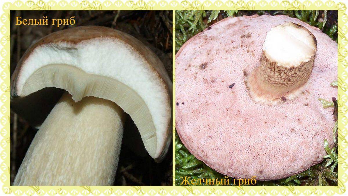 Желчный гриб: описание и свойства, отличие от белого гриба