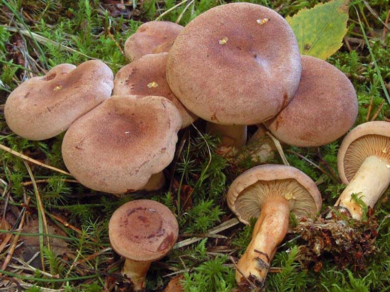 Млечник мокрый (lactarius uvidus) – грибы сибири