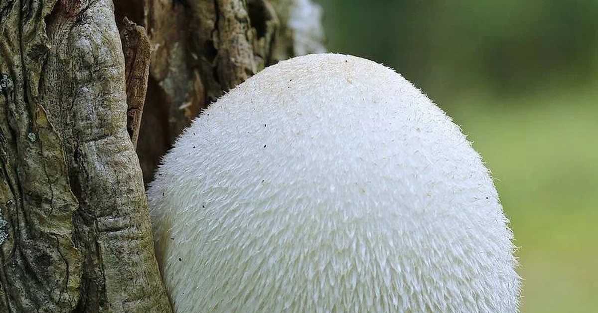 Вольвариелла (volvariella): очень редкий древесный гриб