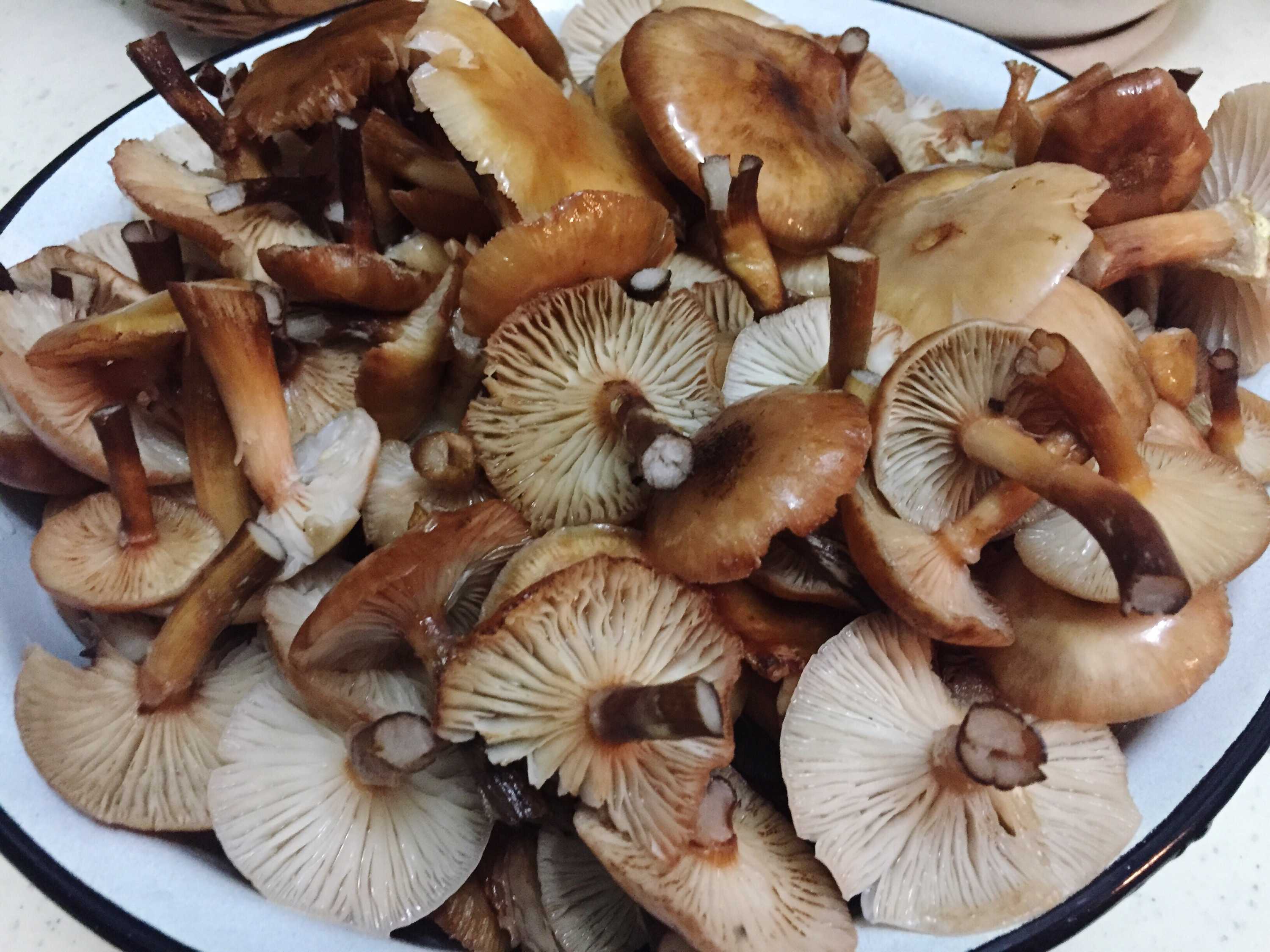 Можно ли готовить грибы. Вареные грибы опята. Опята переростки вареные. Отварные Лесные грибы. Опята свежие ~ 300г.