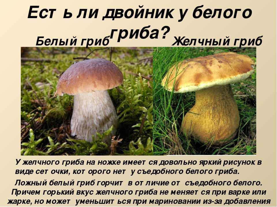 Белый гриб фото, где растет, описание, когда собирать.