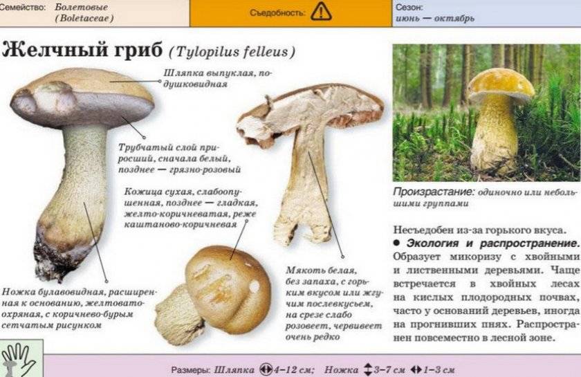 Боровик розово-пурпурный - несъедобный гриб. описание и фото.