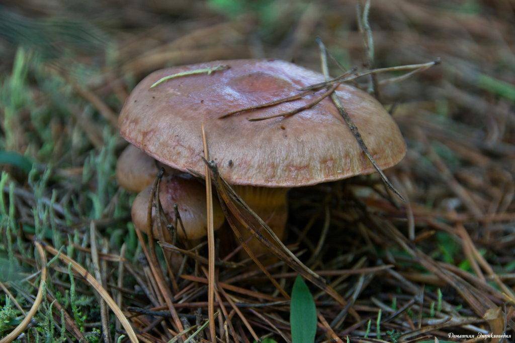 Всё ли вы знаете о мокрухе еловой? удивительные факты об обычном грибе!