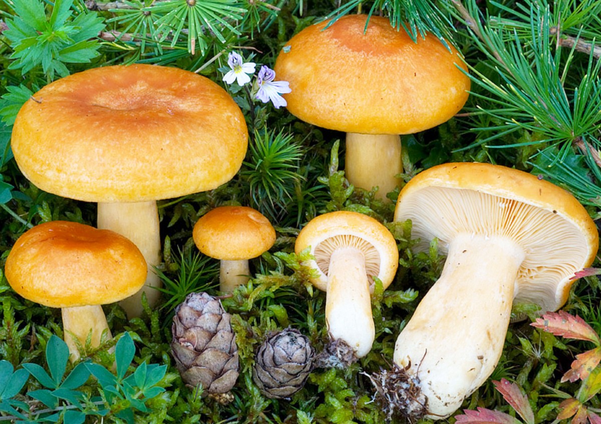 Условно-съедобный гриб млечник: фото и описание млечника обыкновенного, блеклого и оранжевого