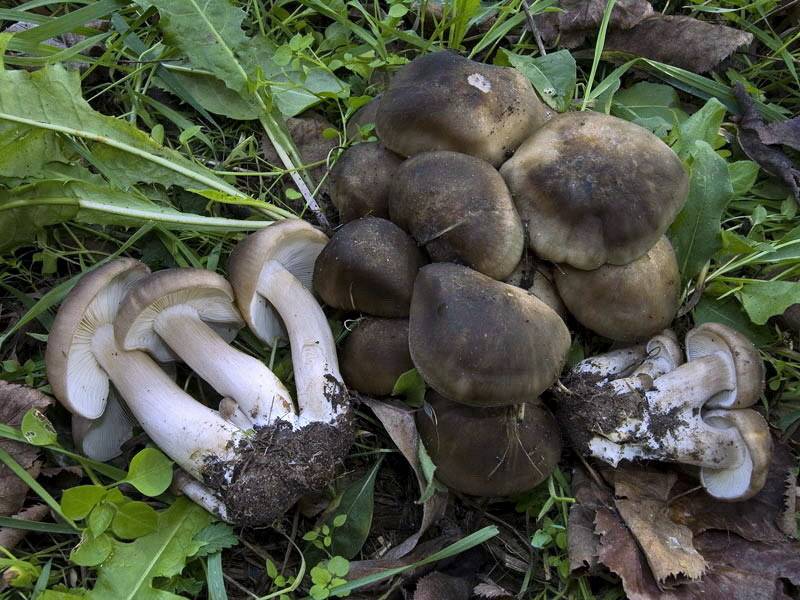 Рядовки съедобные и несъедобные: фото и описание, как выглядят гриб, где и когда они растут