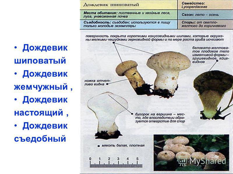 Как выглядит гриб дождевик и его описание (+29 фото) — викигриб