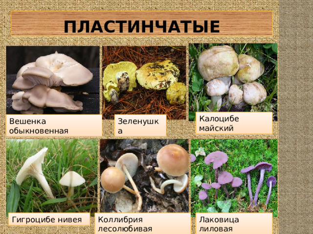 Дубовик — гриб дубовых лесов: фото, описание, свойства
