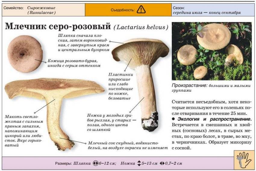 Ложная волнушка белая: фото и описание ядовитого гриба