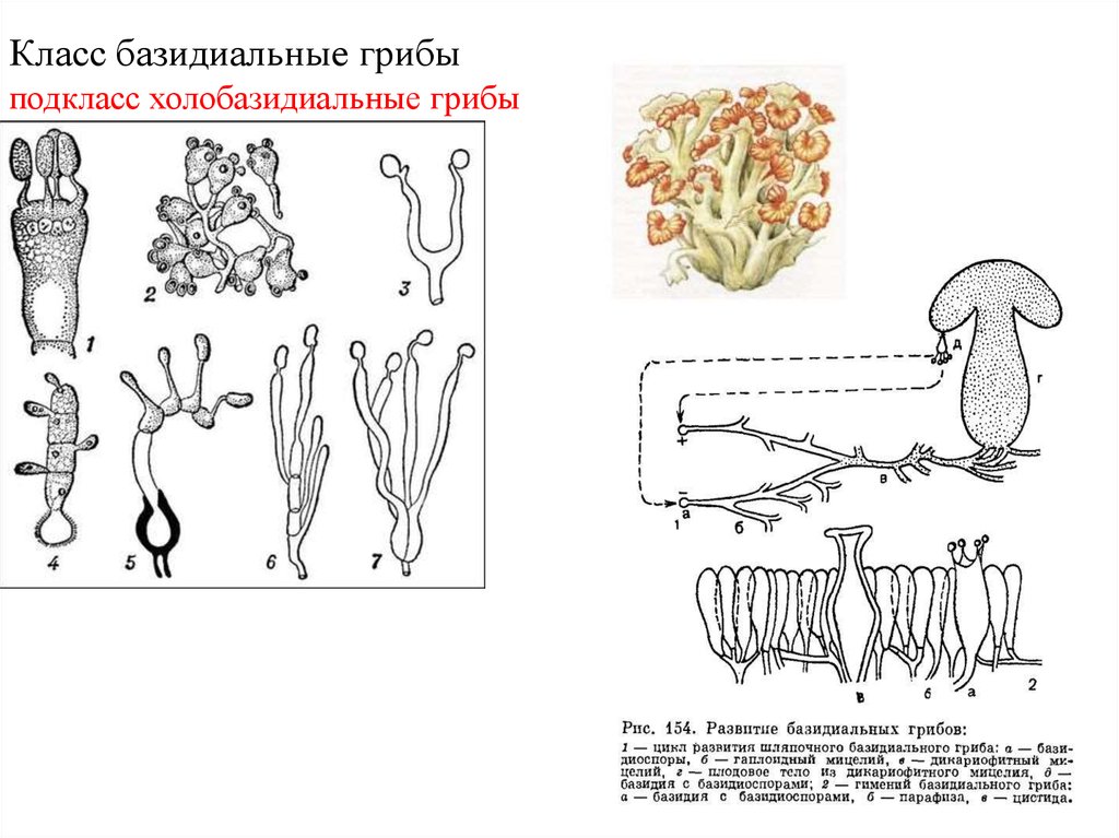 Ксилярия многообразная (xylaria polymorpha)