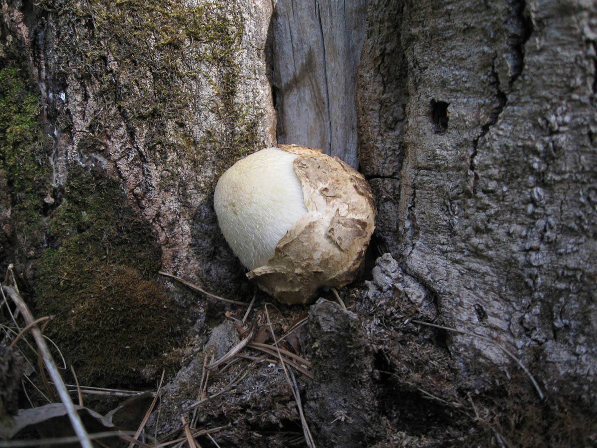 Вольвариелла шелковистая — описание, ядовитость гриба