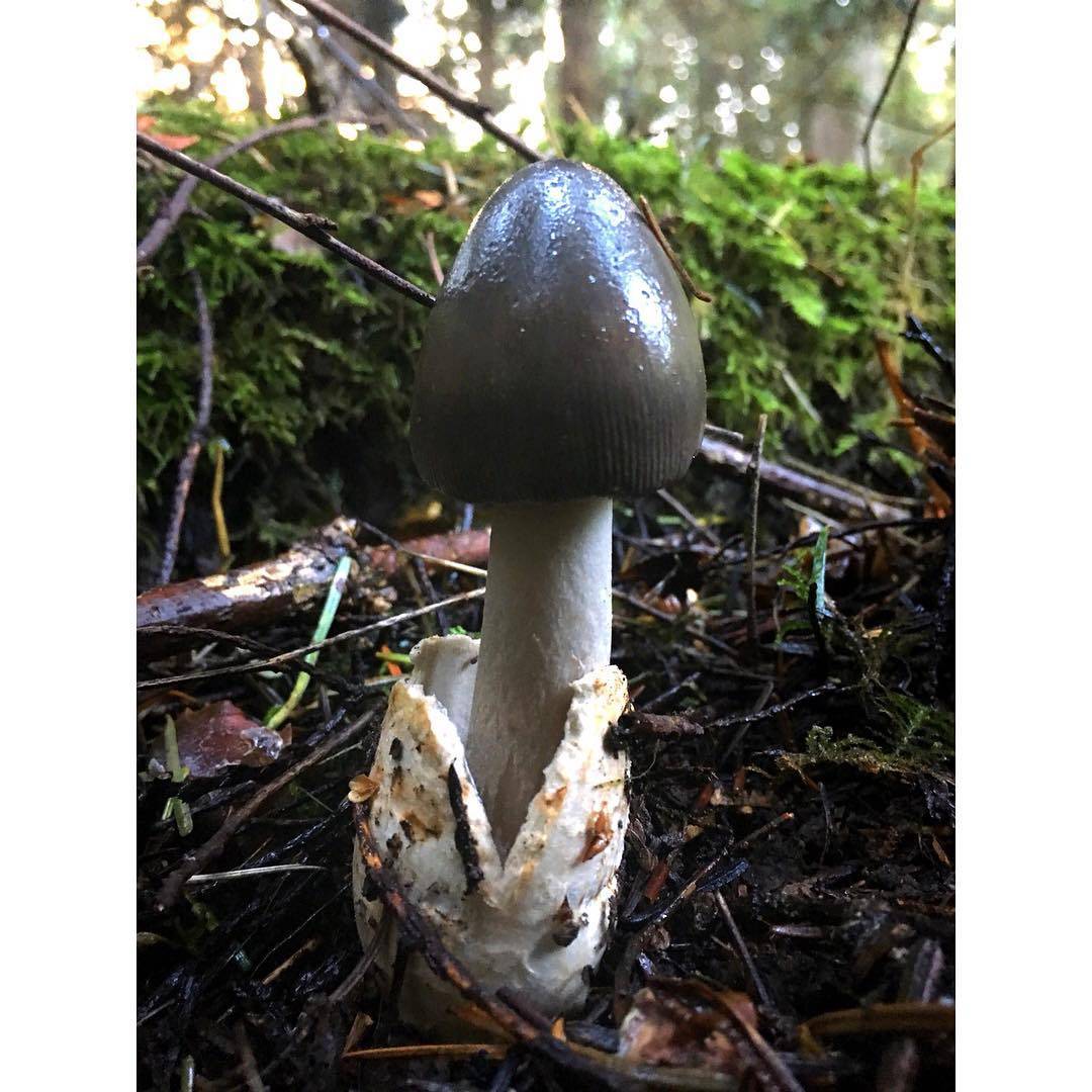 Сморчок съедобный или настоящий (morchella esculenta): фото, описание и как готовить условно-съедобный гриб