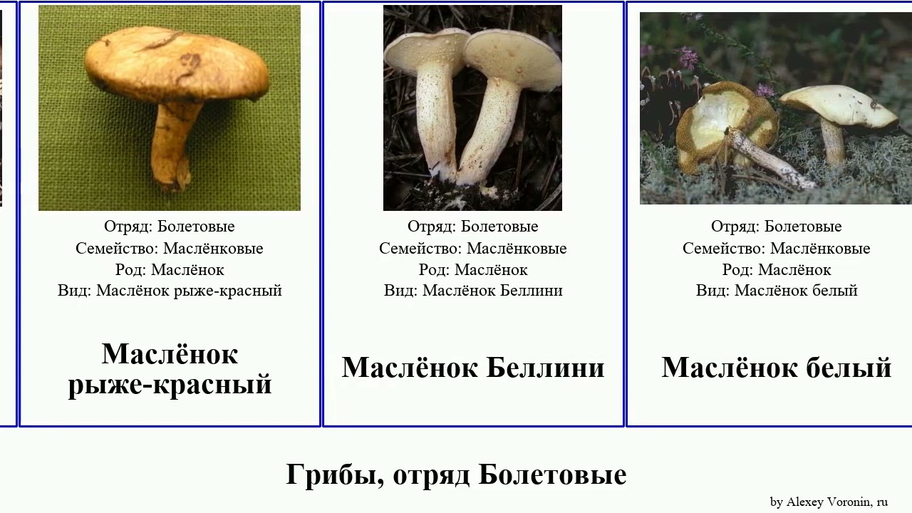 Белый гриб настоящий (лат. boletus edulis)