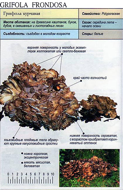 Лечебные свойства гриба баран и его описание (+21 фото)