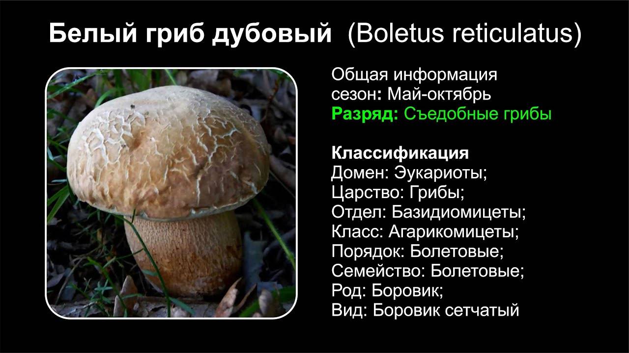 Желчный гриб (лат. tylopilus felleus)