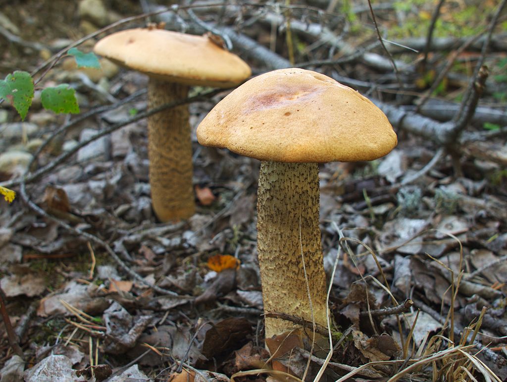 Подосиновик красный (leccinum aurantiacum) – грибы сибири